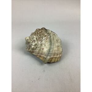 Medium-Large Sized Natural Conch Seashell